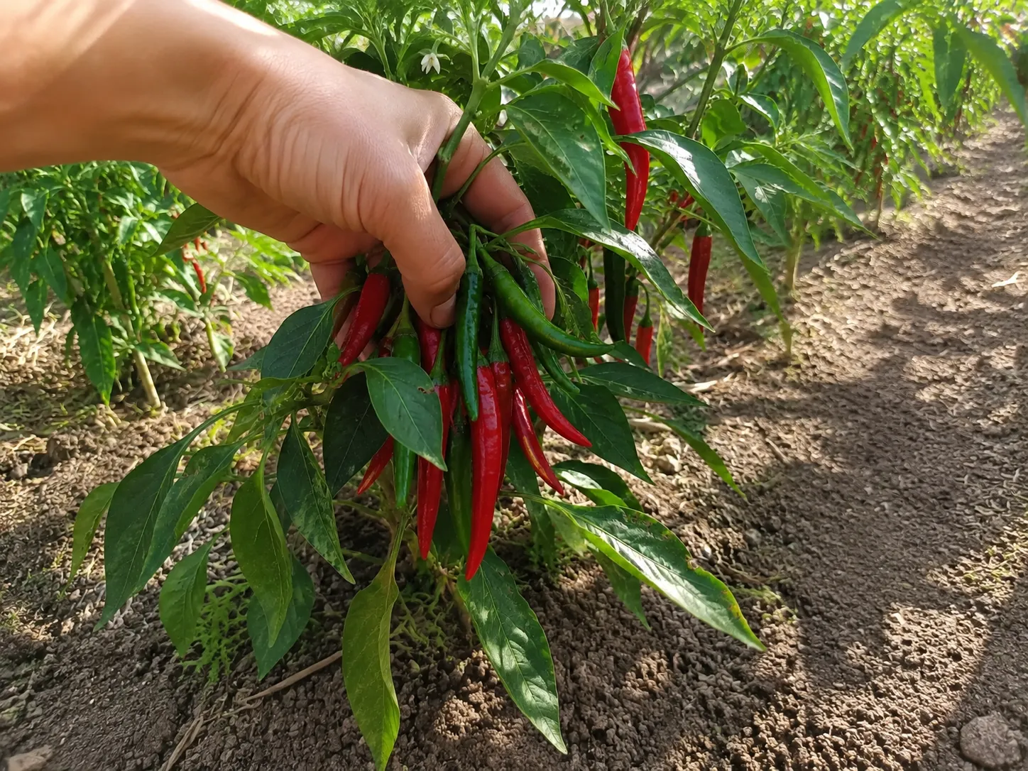 植物から採れた赤いカイエンペッパー